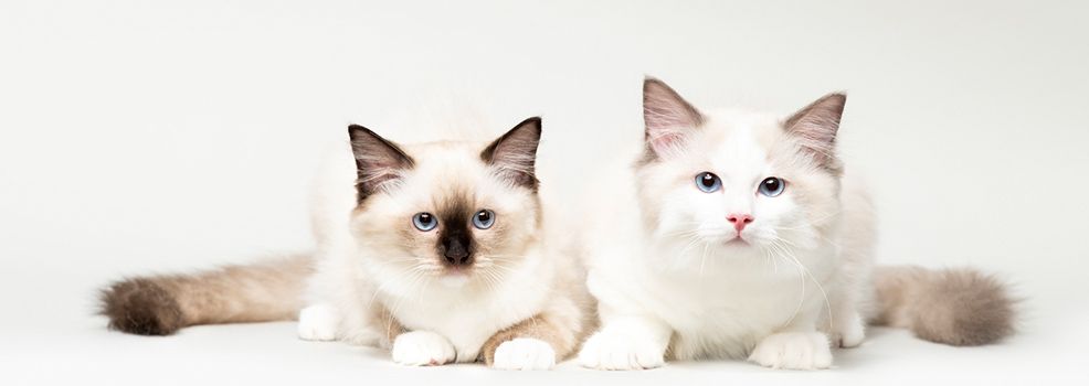white cats