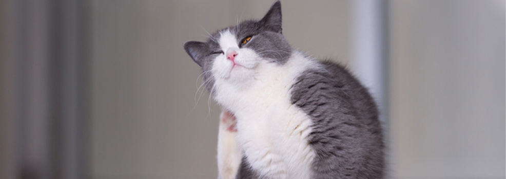 Gato