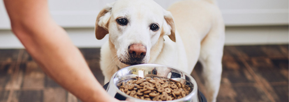 Perro esperando comida