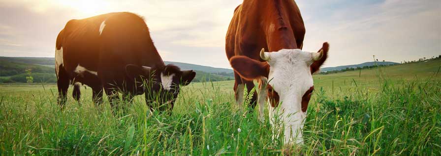 Cows