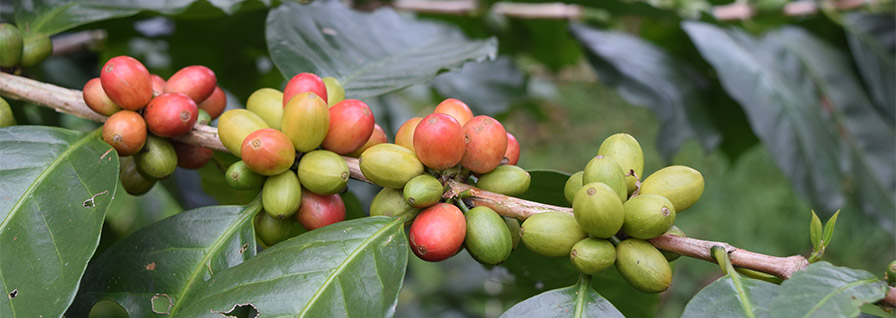 coffee cherries ripening on a coffee plant branch