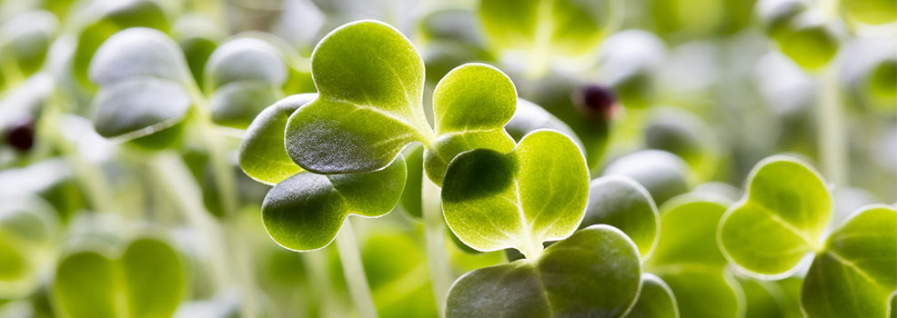 Broccoli Sprouts