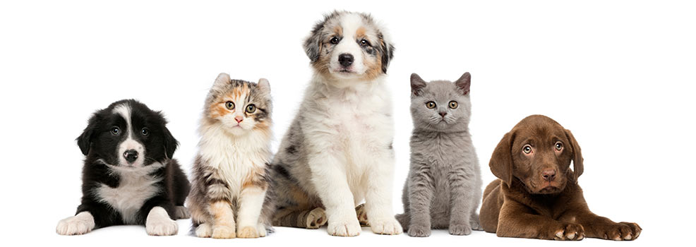 Pets