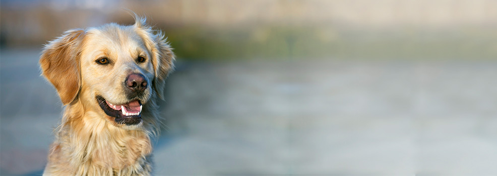 Retriever